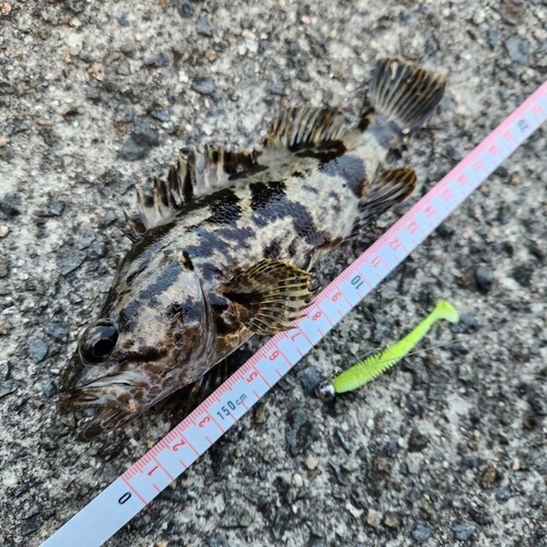 タケノコメバルの釣果