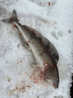 ホッケの釣果