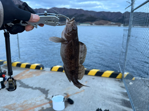 アイナメの釣果