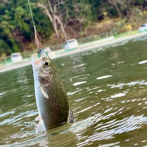 ニジマスの釣果