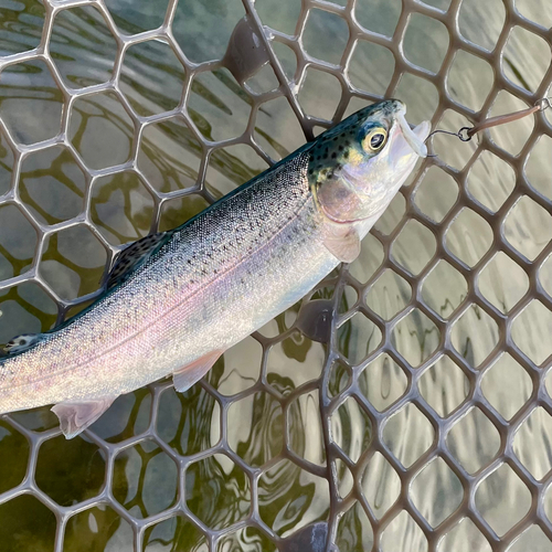 ニジマスの釣果