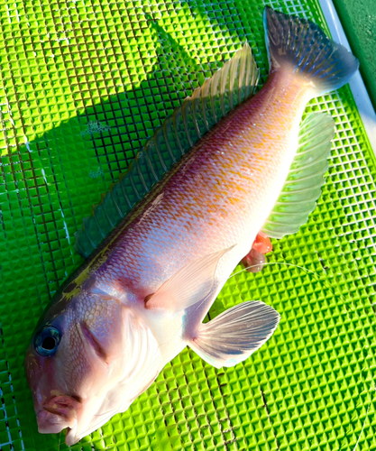 シロアマダイの釣果