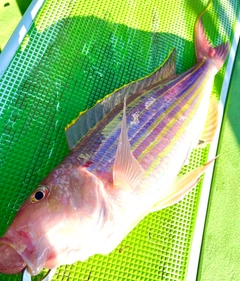 イトヨリダイの釣果