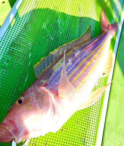 イトヨリダイの釣果