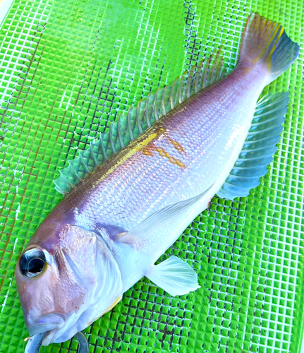 アカアマダイの釣果