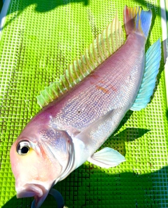 アカアマダイの釣果