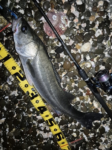 シーバスの釣果