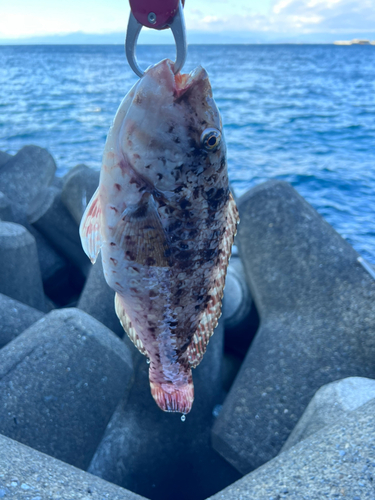 ブダイの釣果