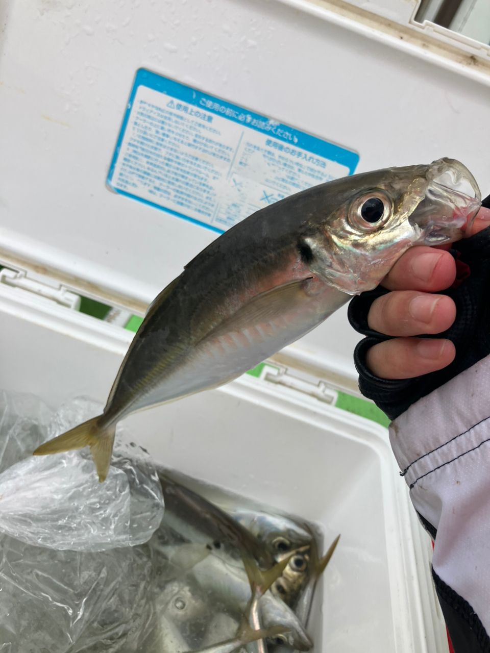 友希🎣🍏(日本さかな専門学校)さんの釣果 2枚目の画像