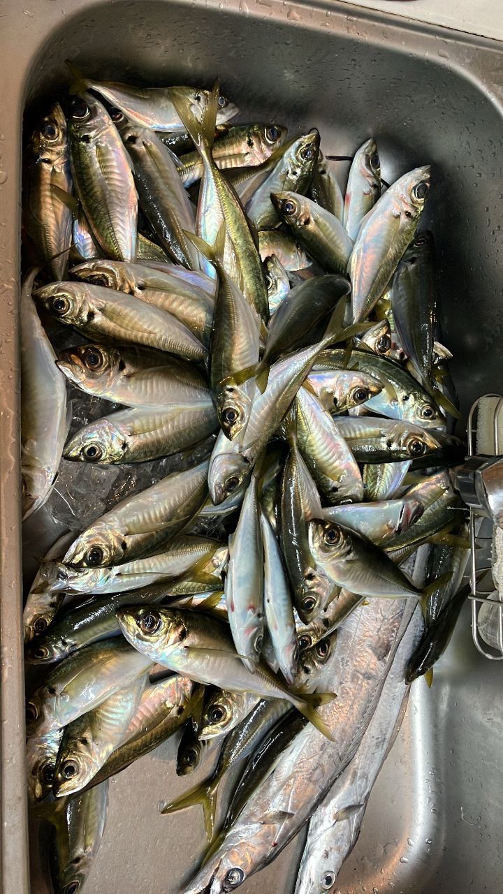 友希🎣🍏(日本さかな専門学校)さんの釣果 3枚目の画像