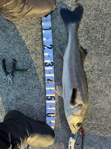 シーバスの釣果