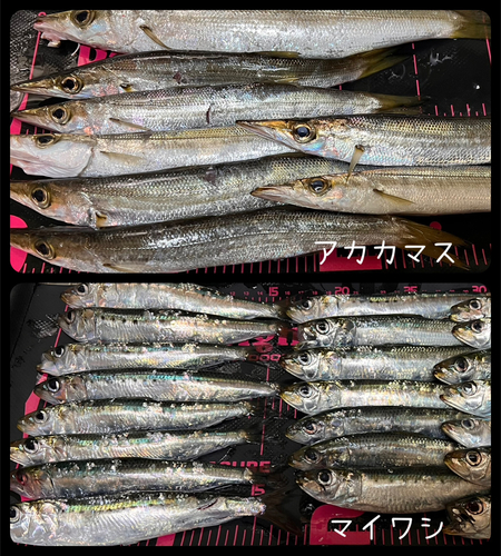 アカカマスの釣果