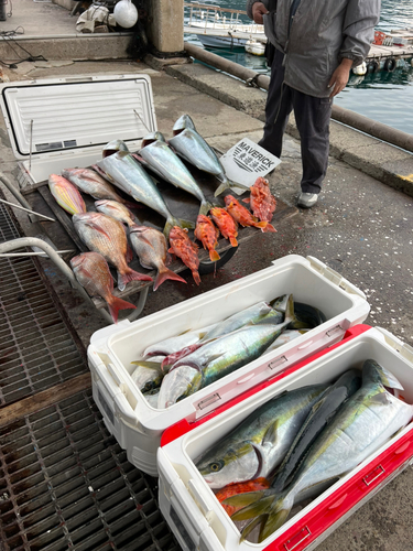 ハマチの釣果