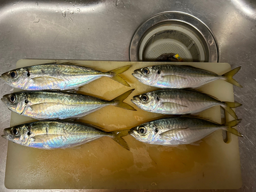 アジの釣果