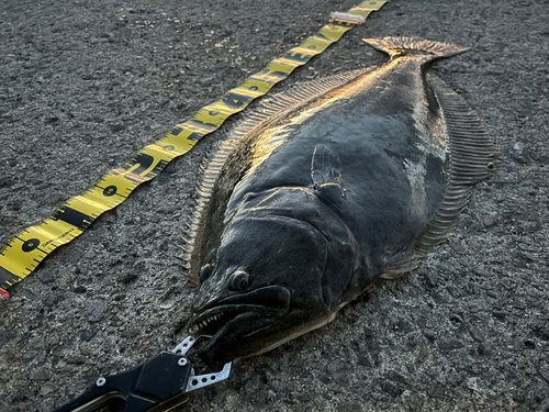 ヒラメの釣果