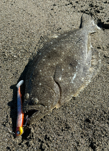 ヒラメの釣果