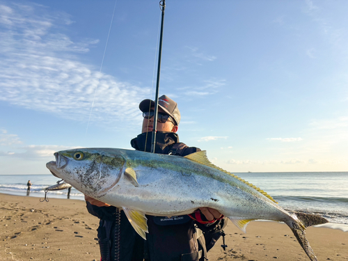 ブリの釣果