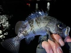 クロメバルの釣果