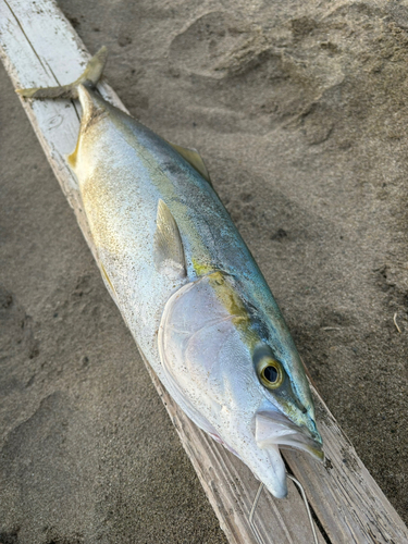 イナダの釣果