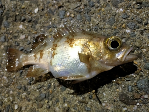 メバルの釣果