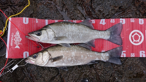 セイゴ（ヒラスズキ）の釣果