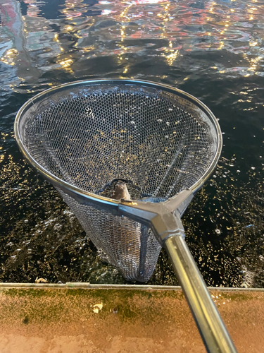 コイの釣果