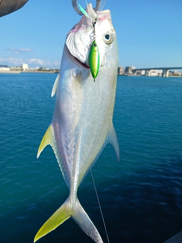 オニヒラアジの釣果