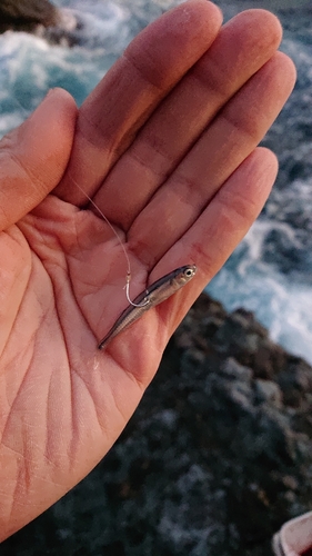 メジナの釣果