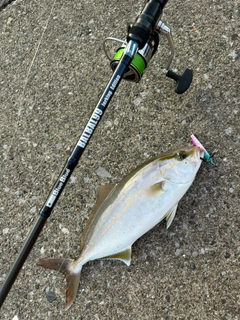 ショゴの釣果