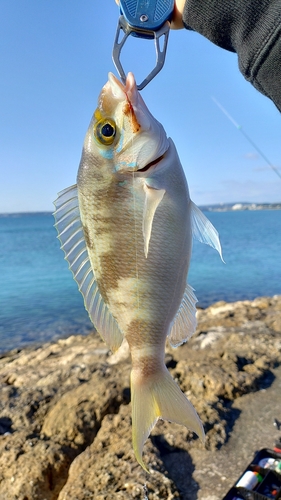 ヒトスジタマガシラの釣果