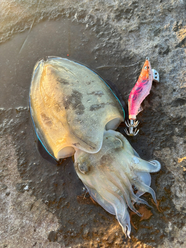 コウイカの釣果