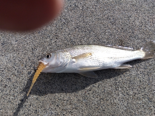 イシモチの釣果