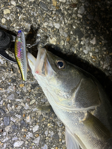 シーバスの釣果