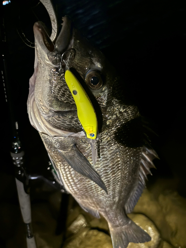 クロダイの釣果