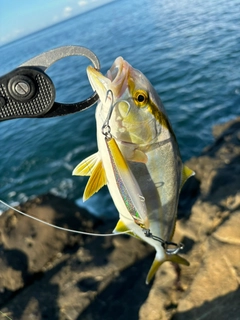 ショゴの釣果