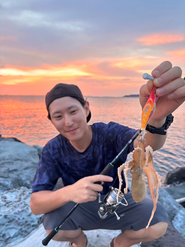 タコの釣果