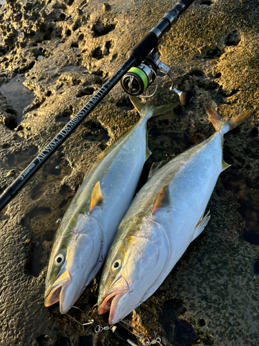 ワラサの釣果