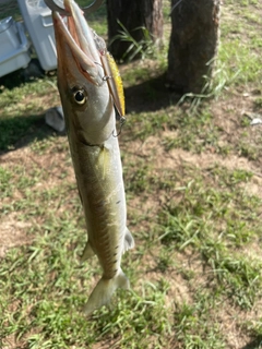 カマスの釣果