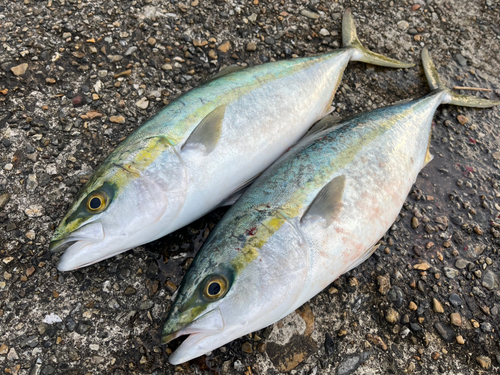 ツバスの釣果