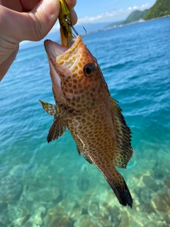 オオモンハタの釣果