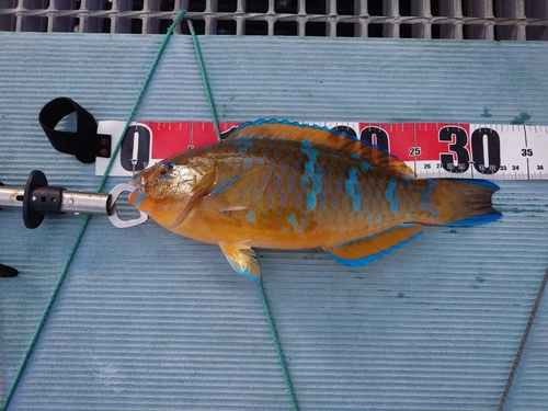 ヒブダイの釣果