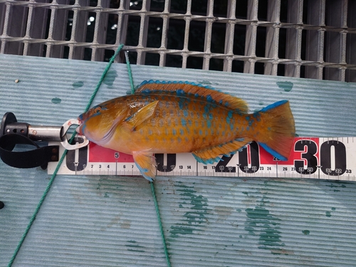 ヒブダイの釣果