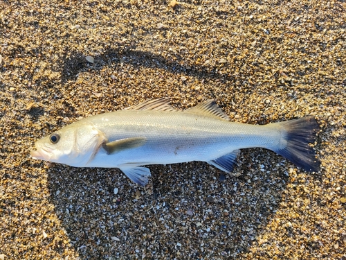 セイゴ（マルスズキ）の釣果