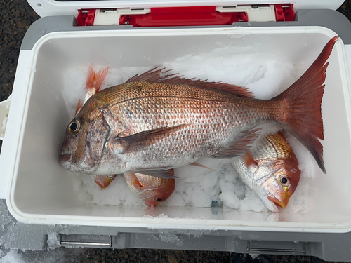 マダイの釣果