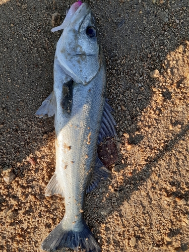 児島湾