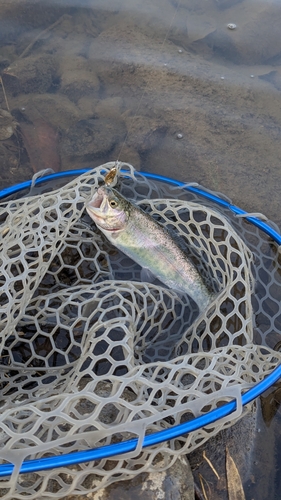 ニジマスの釣果