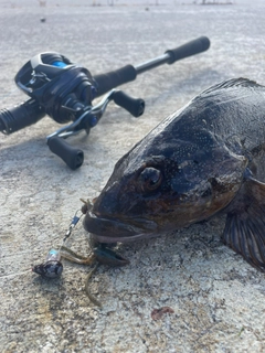 アイナメの釣果