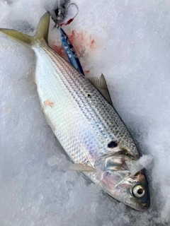 コノシロの釣果