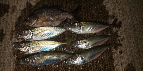 アジの釣果