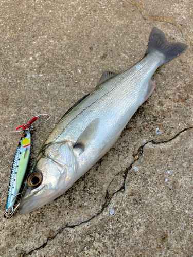 セイゴ（マルスズキ）の釣果